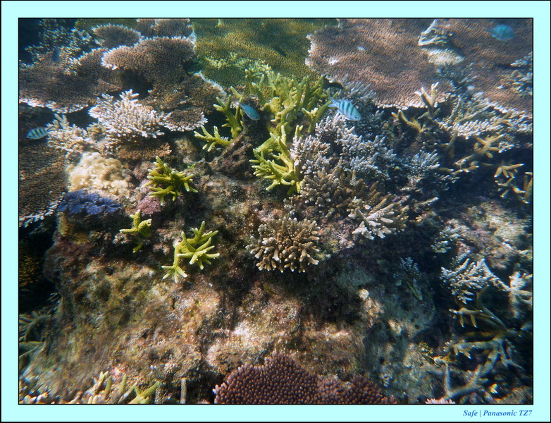 2009   07   Perhentians 067